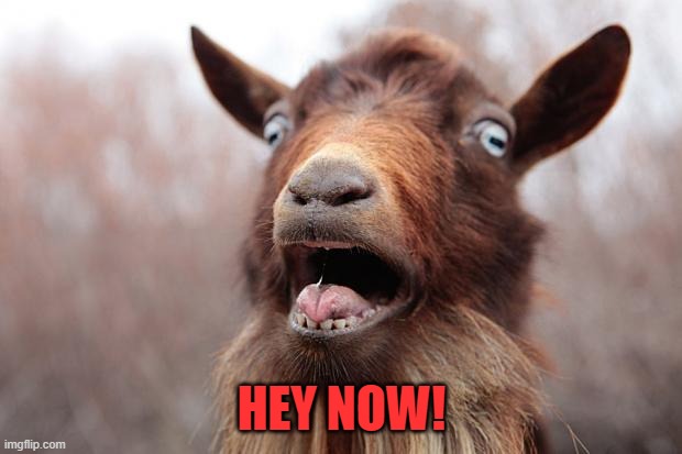 GoatScream2014 | HEY NOW! | image tagged in goatscream2014 | made w/ Imgflip meme maker