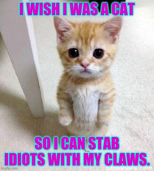 Cute Cat Meme | I WISH I WAS A CAT; SO I CAN STAB IDIOTS WITH MY CLAWS. | image tagged in memes,cute cat | made w/ Imgflip meme maker