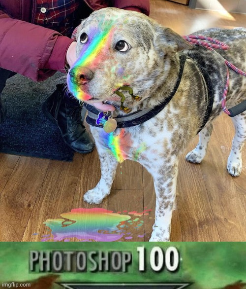 Rainbow Dog | image tagged in photoshop 100,rainbow,dogs,dog,memes,photoshop | made w/ Imgflip meme maker