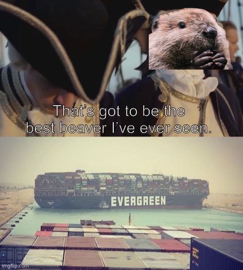 Trouble in the suuuuez | That’s got to be the best beaver I’ve ever seen. | image tagged in thats gotta be the best pirate i've ever seen,suez,funny,news,memes,popular | made w/ Imgflip meme maker