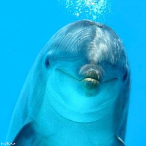 dolphin don't play games | image tagged in dolphin don't play games | made w/ Imgflip meme maker