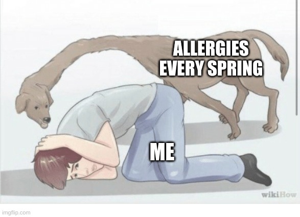 WikiHow Dog | ALLERGIES EVERY SPRING; ME | image tagged in wikihow dog | made w/ Imgflip meme maker