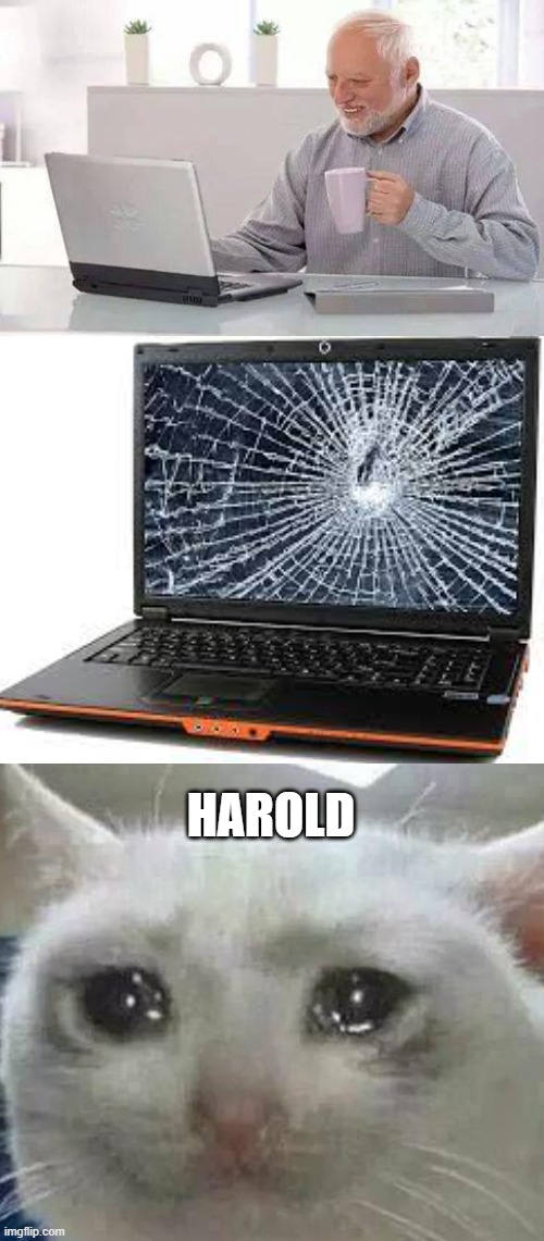 CRYING HARLOD | HAROLD | image tagged in memes,hide the pain harold | made w/ Imgflip meme maker