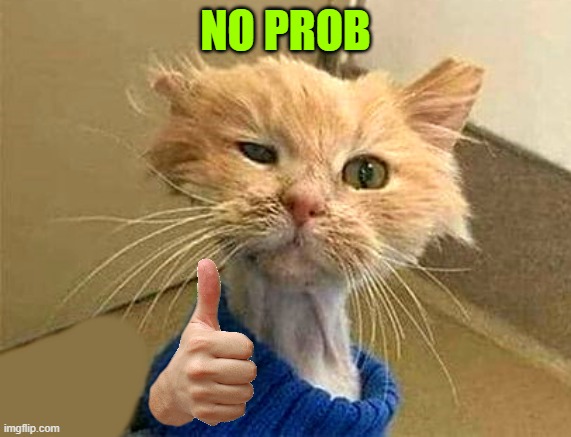 NO PROB | image tagged in wtf-cat | made w/ Imgflip meme maker