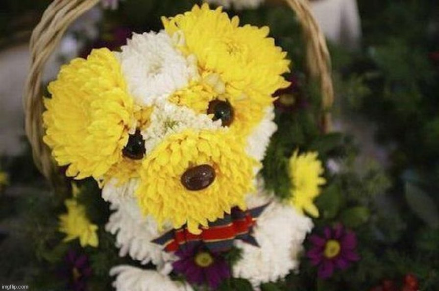 looks like a doggo | image tagged in awesome | made w/ Imgflip meme maker