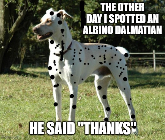 Spotted a Dalmatian | THE OTHER DAY I SPOTTED AN ALBINO DALMATIAN; HE SAID "THANKS" | image tagged in funny dogs | made w/ Imgflip meme maker