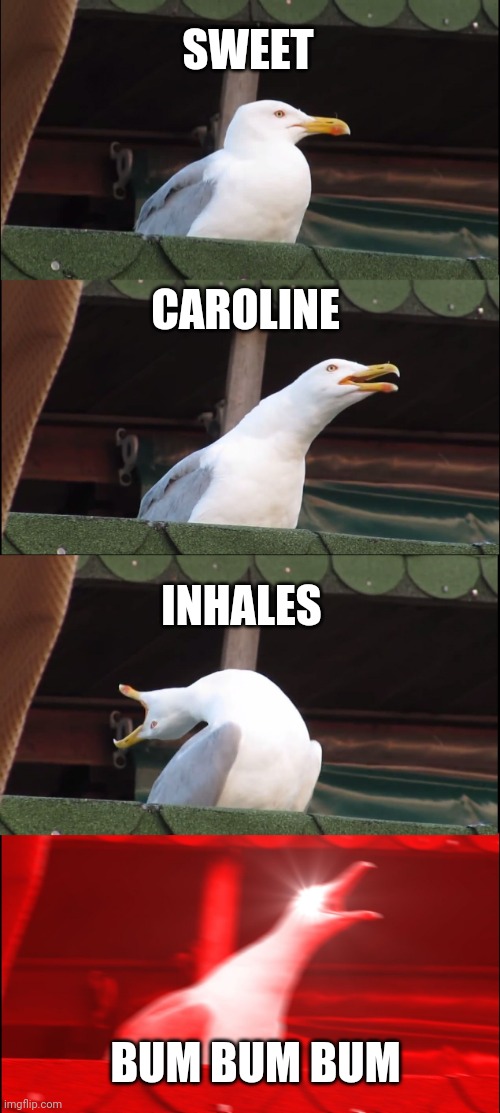 Inhaling Seagull | SWEET; CAROLINE; INHALES; BUM BUM BUM | image tagged in memes,inhaling seagull | made w/ Imgflip meme maker