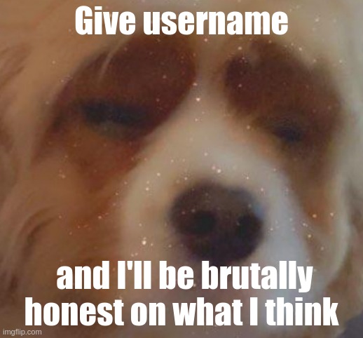 trend ig -c- | Give username; and I'll be brutally honest on what I think | image tagged in narwhal doge | made w/ Imgflip meme maker