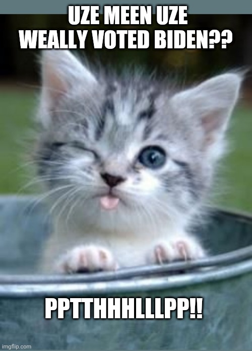 Kitty in disbelief | UZE MEEN UZE WEALLY VOTED BIDEN?? PPTTHHHLLLPP!! | image tagged in cute kittens | made w/ Imgflip meme maker