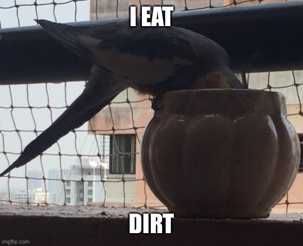 Cockatiel eats dirt | I EAT; DIRT | image tagged in cockatoo | made w/ Imgflip meme maker