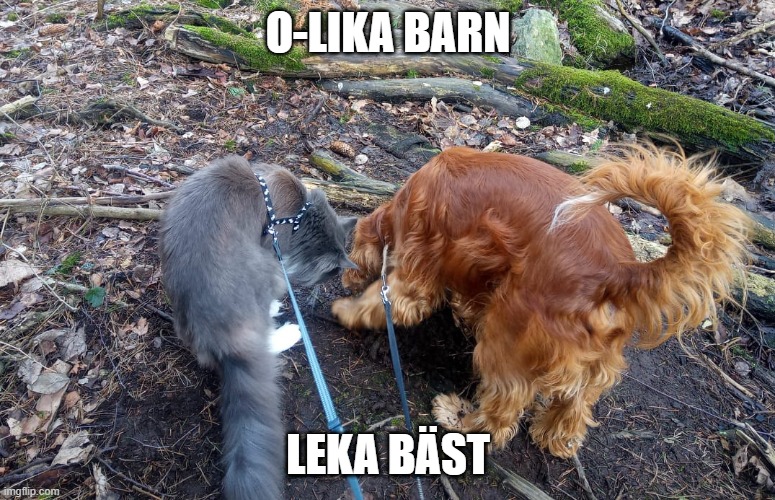 Dog and cat | O-LIKA BARN; LEKA BÄST | image tagged in funny,dog,cat,friends,friendship,walk | made w/ Imgflip meme maker