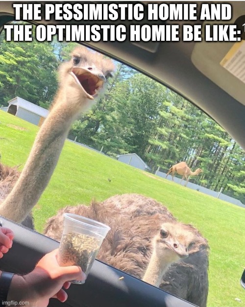 Happy and sad ostrich |  THE PESSIMISTIC HOMIE AND THE OPTIMISTIC HOMIE BE LIKE: | image tagged in ostrich | made w/ Imgflip meme maker