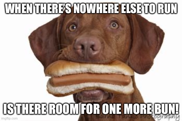 One more Bun | WHEN THERE’S NOWHERE ELSE TO RUN; IS THERE ROOM FOR ONE MORE BUN! | image tagged in dog eating hot dog,the killers,hungry,bun,hotdog | made w/ Imgflip meme maker
