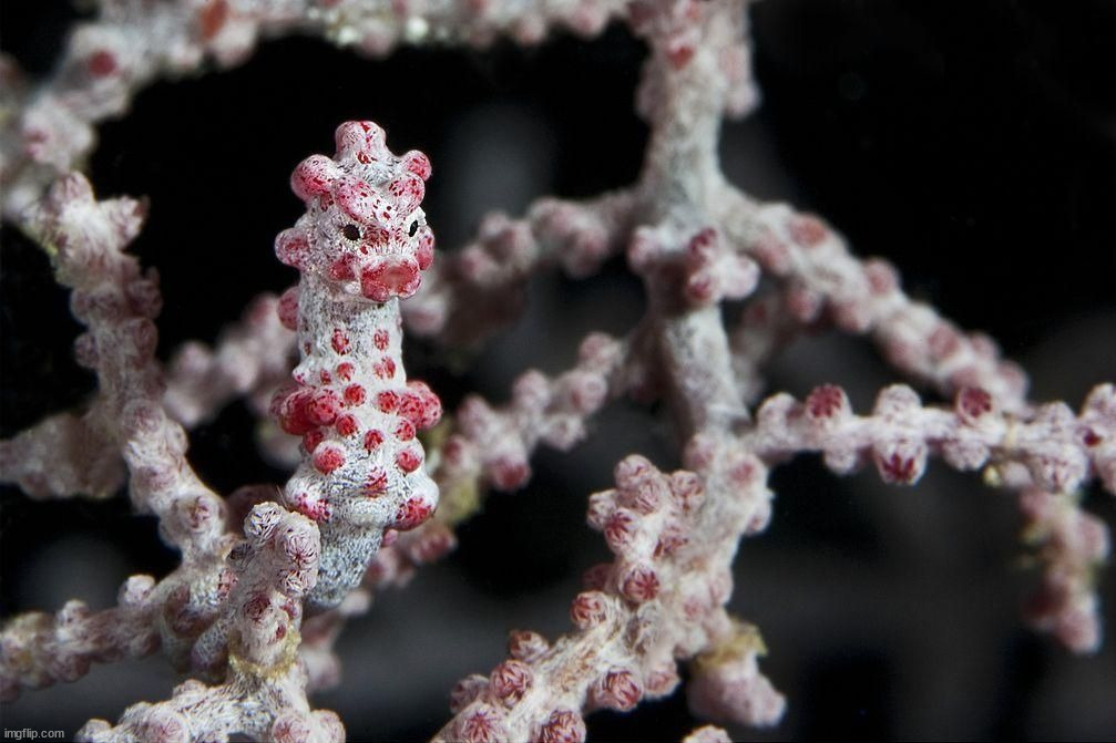 image tagged in awesome | made w/ Imgflip meme maker