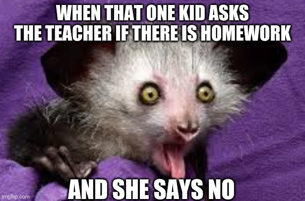 Surprised Aye-Aye |  WHEN THAT ONE KID ASKS THE TEACHER IF THERE IS HOMEWORK; AND SHE SAYS NO | image tagged in surprised aye-aye,memes,funny memes,lemur,stop reading the tags | made w/ Imgflip meme maker