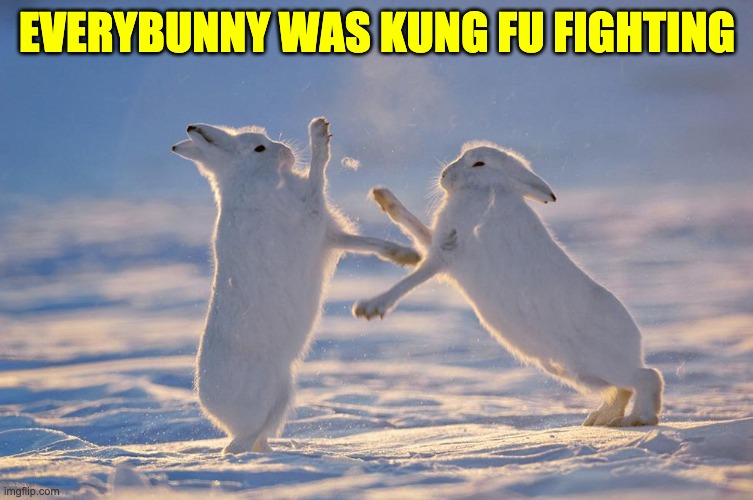 Everybunny | EVERYBUNNY WAS KUNG FU FIGHTING | made w/ Imgflip meme maker