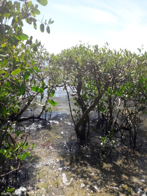 Mangroves in florida | image tagged in mangroves,in,florida,i will never move out of florida,ever,like you couldnt pay me to | made w/ Imgflip meme maker