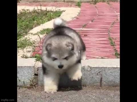 floofy boi | image tagged in floofy boi | made w/ Imgflip meme maker