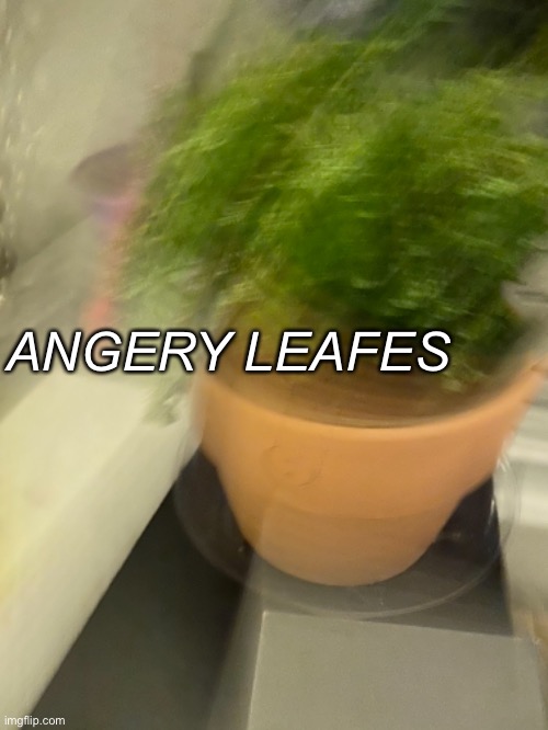 Angery leafes | ANGERY LEAFES | image tagged in angry chef gordon ramsay,angry feminist | made w/ Imgflip meme maker