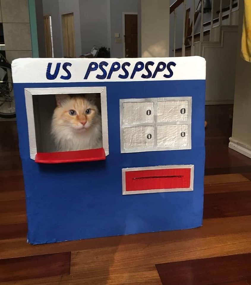 High Quality Mail Cat Blank Meme Template