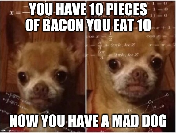 dog math | YOU HAVE 10 PIECES OF BACON YOU EAT 10; NOW YOU HAVE A MAD DOG | image tagged in dog math | made w/ Imgflip meme maker