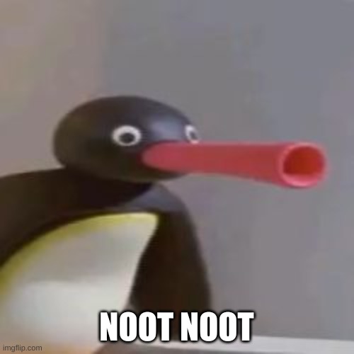 NOOT NOOT | NOOT NOOT | image tagged in noot noot | made w/ Imgflip meme maker