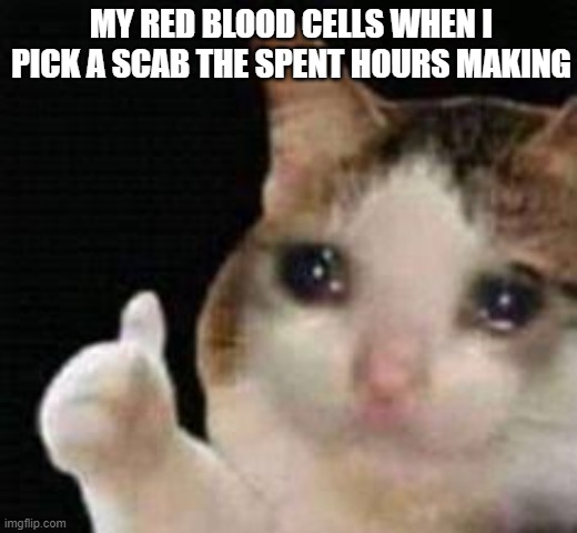 Approved crying cat | MY RED BLOOD CELLS WHEN I PICK A SCAB THE SPENT HOURS MAKING | image tagged in approved crying cat,memes | made w/ Imgflip meme maker