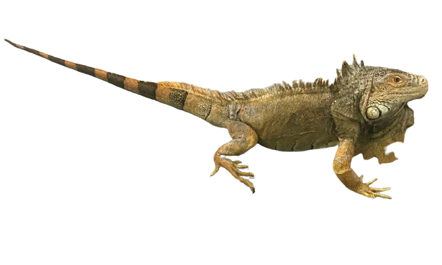 Iguana Blank Meme Template