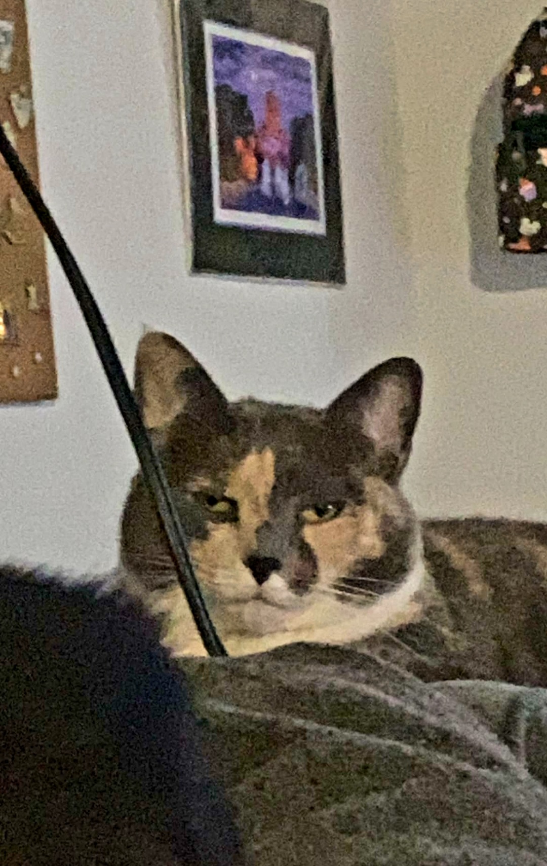 Not impressed Calico Blank Meme Template