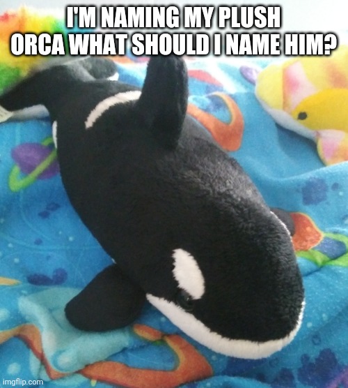 Ignore the dolphin in the picture | I'M NAMING MY PLUSH ORCA WHAT SHOULD I NAME HIM? | image tagged in orca,naming | made w/ Imgflip meme maker