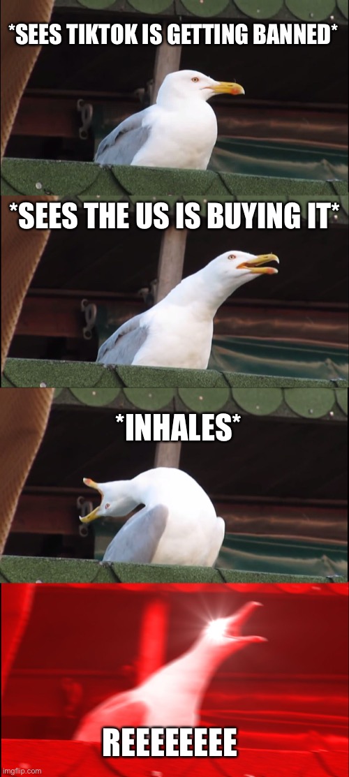 Inhaling Seagull | *SEES TIKTOK IS GETTING BANNED*; *SEES THE US IS BUYING IT*; *INHALES*; REEEEEEEE | image tagged in memes,inhaling seagull | made w/ Imgflip meme maker