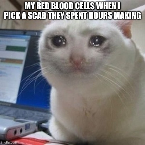 ahhh | MY RED BLOOD CELLS WHEN I PICK A SCAB THEY SPENT HOURS MAKING | image tagged in crying cat | made w/ Imgflip meme maker