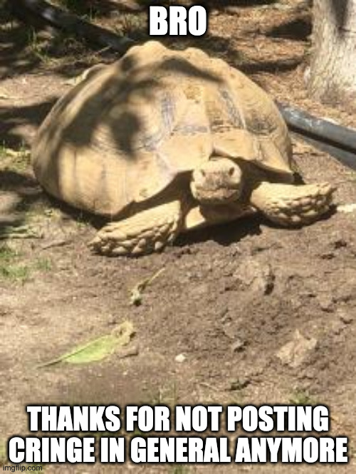Staring Turtle | BRO; THANKS FOR NOT POSTING CRINGE IN GENERAL ANYMORE | image tagged in staring turtle | made w/ Imgflip meme maker