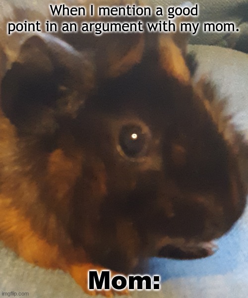 When I mention a good point in an argument with my mom. Mom: | image tagged in guinea pig,upset,cute,moms | made w/ Imgflip meme maker