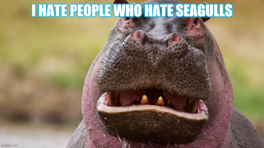 Eww | I HATE PEOPLE WHO HATE SEAGULLS | image tagged in eww | made w/ Imgflip meme maker