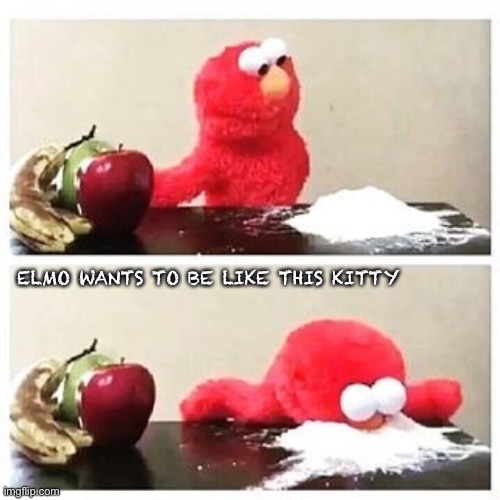 elmo cocaine | ELMO WANTS TO BE LIKE THIS KITTY | image tagged in elmo cocaine | made w/ Imgflip meme maker
