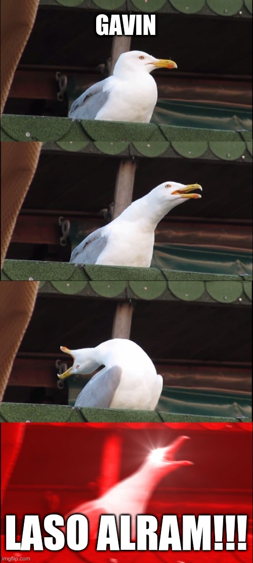 Inhaling Seagull | GAVIN; LASO ALRAM!!! | image tagged in memes,inhaling seagull | made w/ Imgflip meme maker