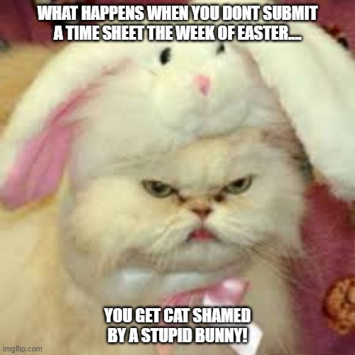 Easter Cat | WHAT HAPPENS WHEN YOU DONT SUBMIT A TIME SHEET THE WEEK OF EASTER.... YOU GET CAT SHAMED BY A STUPID BUNNY! | image tagged in easter cat | made w/ Imgflip meme maker