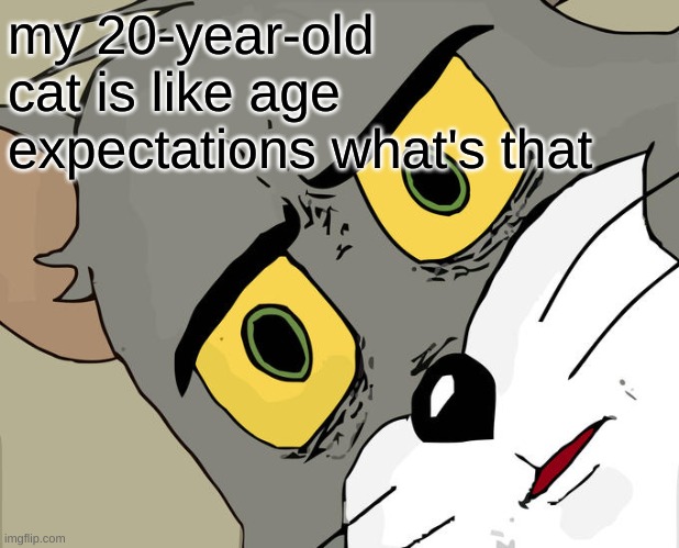 Unsettled Tom | my 20-year-old cat is like age expectations what's that | image tagged in memes,unsettled tom | made w/ Imgflip meme maker