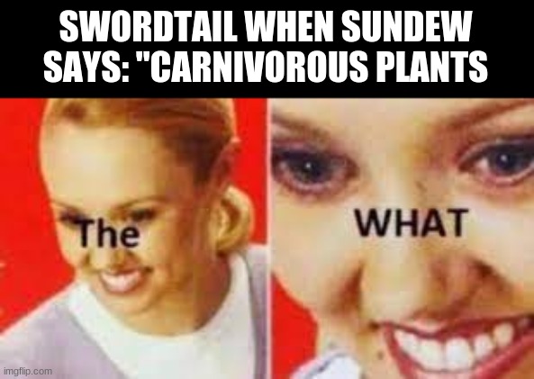 the WHAT | SWORDTAIL WHEN SUNDEW SAYS: "CARNIVOROUS PLANTS | image tagged in the what,wings of fire | made w/ Imgflip meme maker