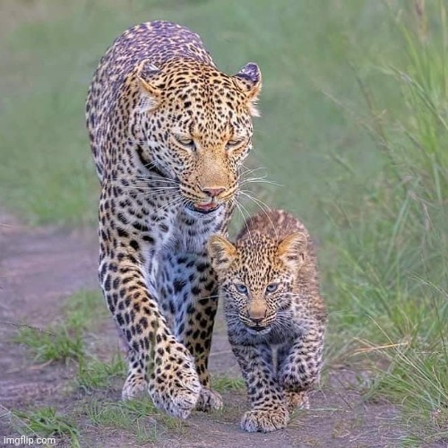 Leopard mom and cub | image tagged in leopard,beautiful,animals | made w/ Imgflip meme maker