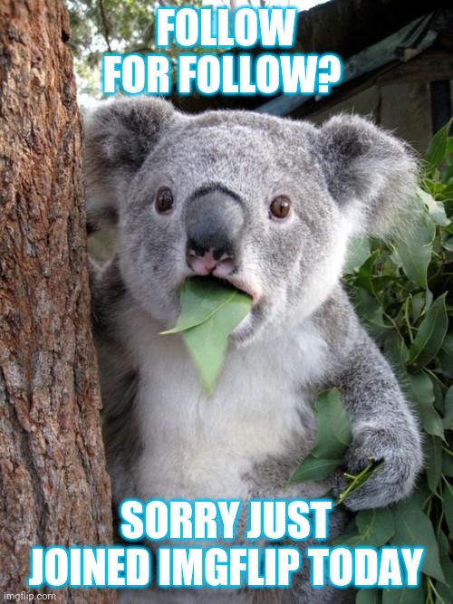 Follow for follow | FOLLOW FOR FOLLOW? SORRY JUST JOINED IMGFLIP TODAY | image tagged in memes,surprised koala | made w/ Imgflip meme maker