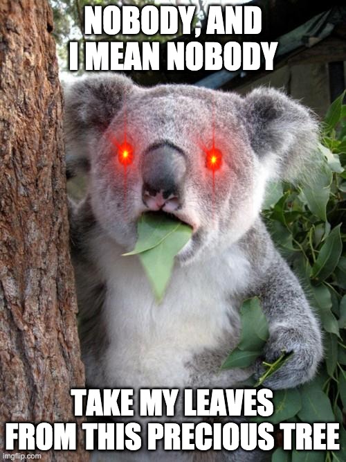 Nobody Take The Precious Leaves | NOBODY, AND I MEAN NOBODY; TAKE MY LEAVES FROM THIS PRECIOUS TREE | image tagged in memes,surprised koala | made w/ Imgflip meme maker