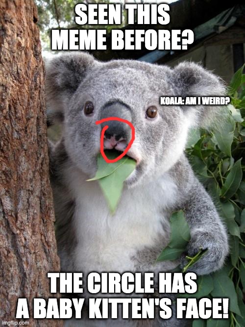 Surprised Koala | SEEN THIS MEME BEFORE? KOALA: AM I WEIRD? THE CIRCLE HAS A BABY KITTEN'S FACE! | image tagged in memes,surprised koala | made w/ Imgflip meme maker