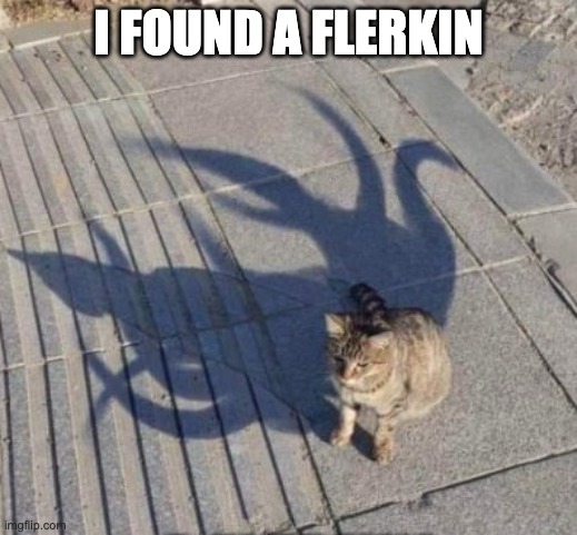 the flerkin | I FOUND A FLERKIN | image tagged in cats,funny cats,cool cats | made w/ Imgflip meme maker
