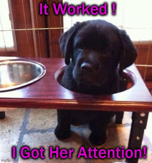 Woof! | It Worked ! I Got Her Attention! | image tagged in fun,funny,cute dog,adorable,cuteness overload | made w/ Imgflip meme maker