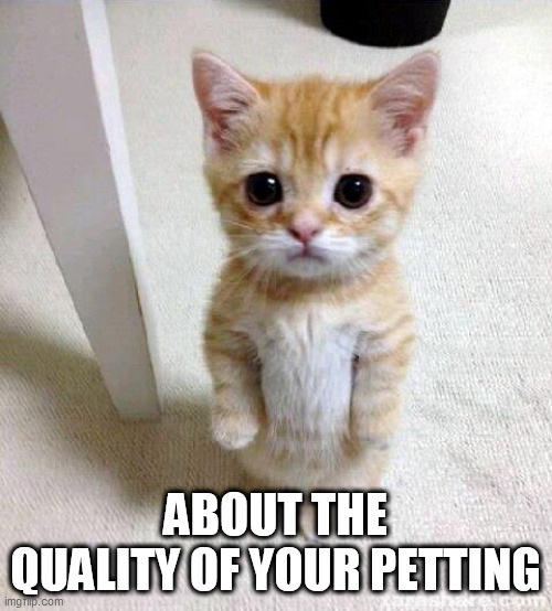 Cute Cat Meme | ABOUT THE QUALITY OF YOUR PETTING | image tagged in memes,cute cat | made w/ Imgflip meme maker