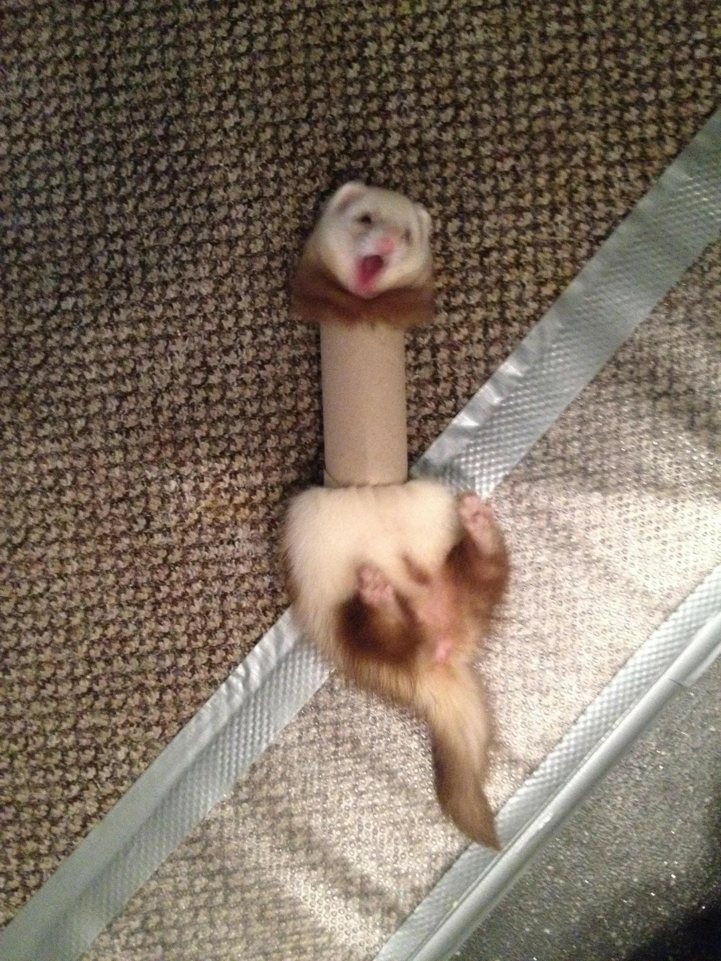 Ferret stuck in toilet paper tube Blank Meme Template