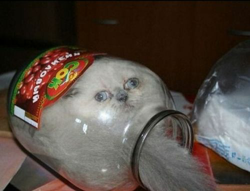 High Quality Harry Houdini's cat stuck in jar Blank Meme Template