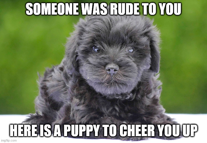 SOMEONE WAS RUDE TO YOU; HERE IS A PUPPY TO CHEER YOU UP | made w/ Imgflip meme maker